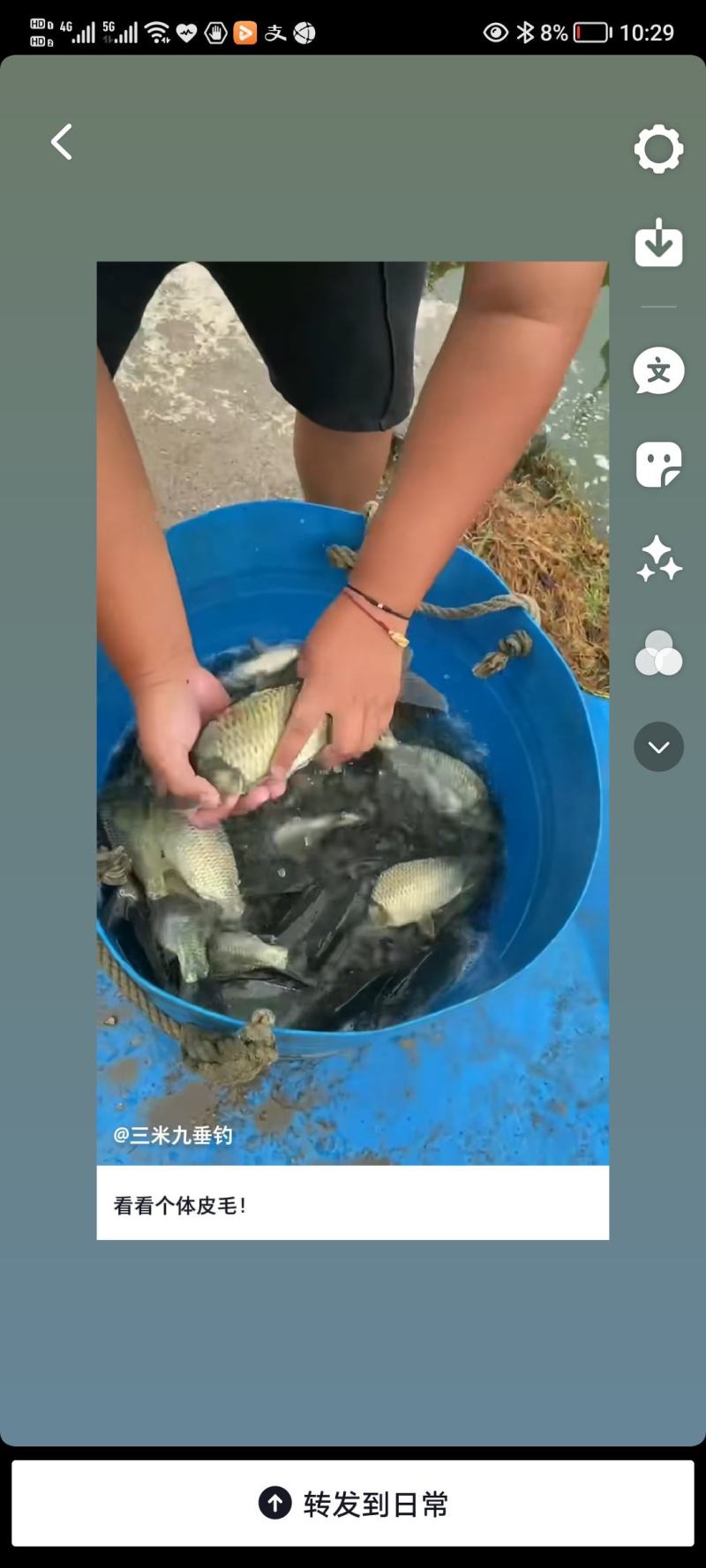 大量出售鲫鱼