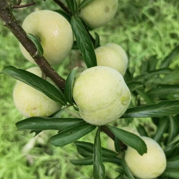蜂糖李大量上市，寻找包园采购商