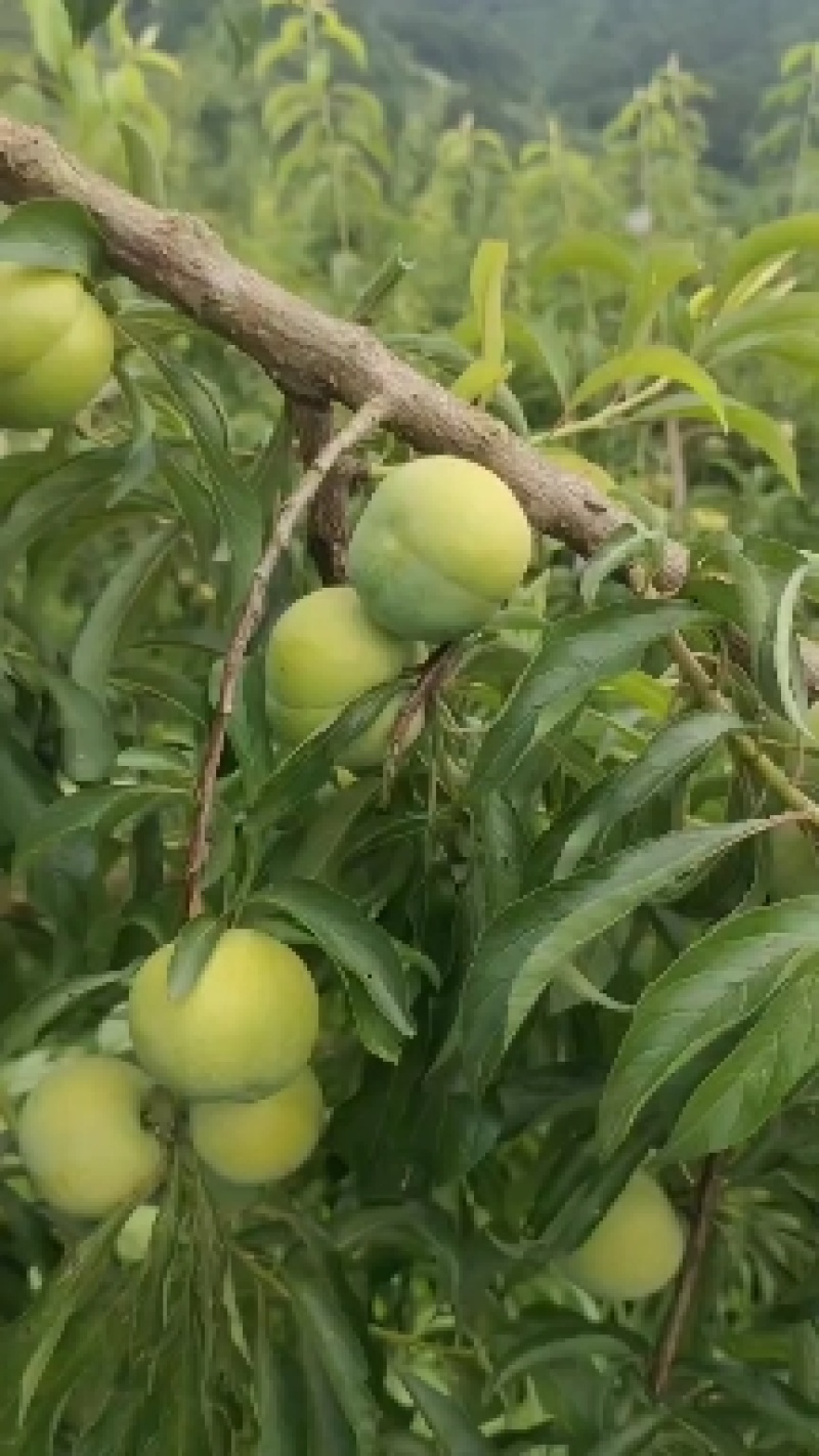 蜂糖李大量上市，寻找包园采购商