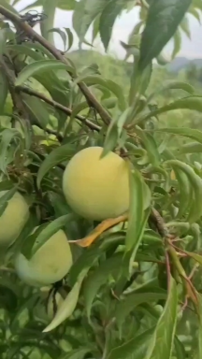 蜂糖李大量上市，寻找包园采购商