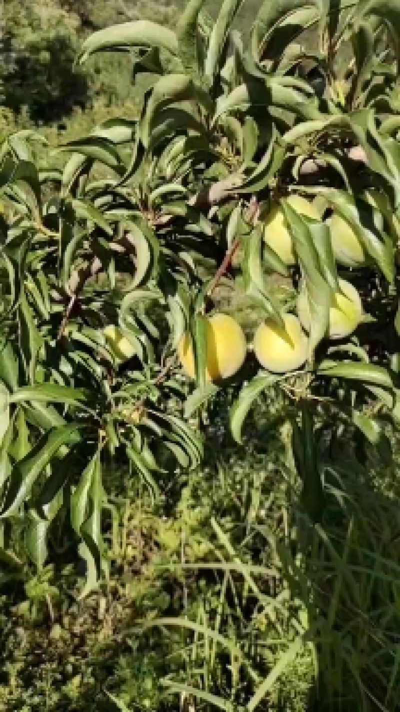 蜂糖李大量上市，寻找包园采购商