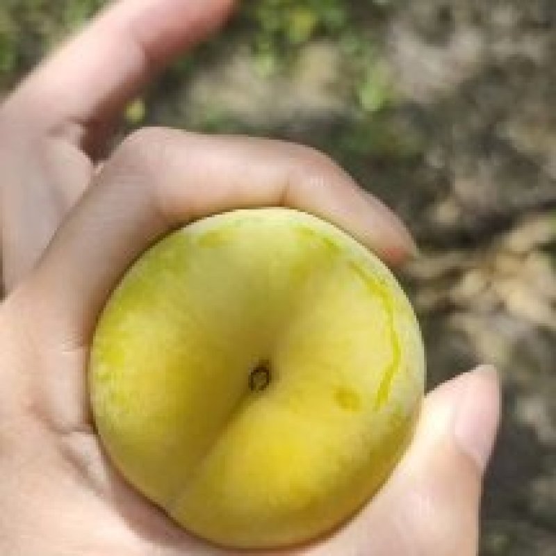 蜂糖李大量上市，寻找包园采购商