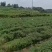 鲜辣椒大量上市，寻找有诚意的采购商
