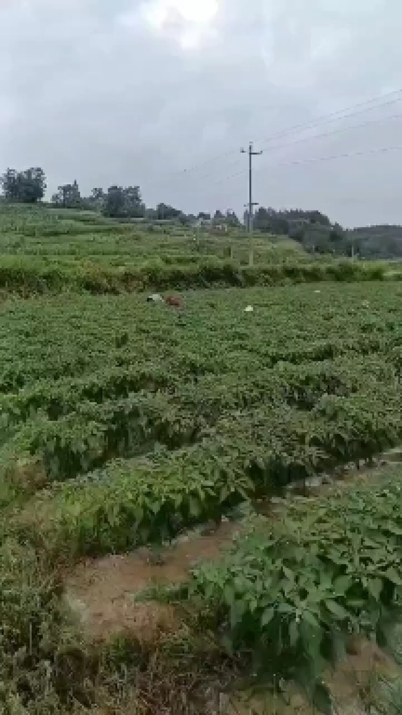 鲜辣椒大量上市，寻找有诚意的采购商