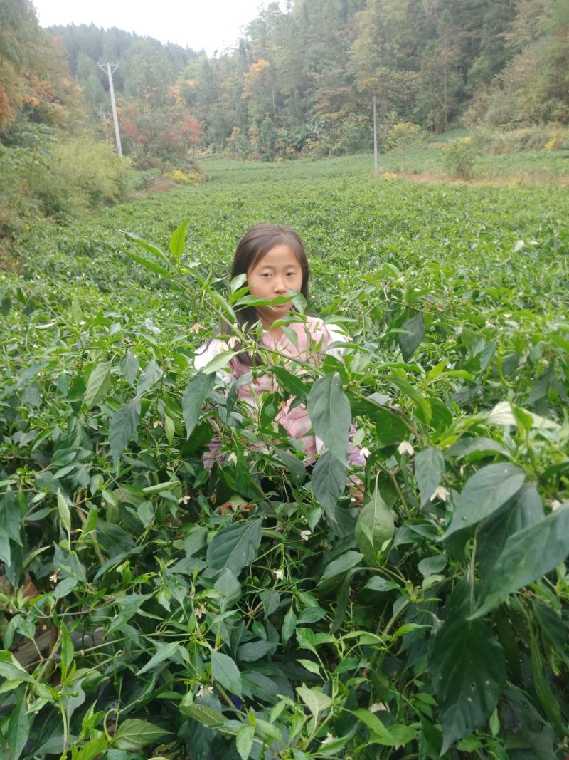 湖北利川高山反季辣椒精品大量上市。