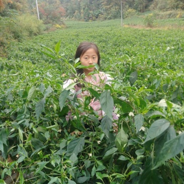 湖北利川高山反季辣椒精品大量上市。