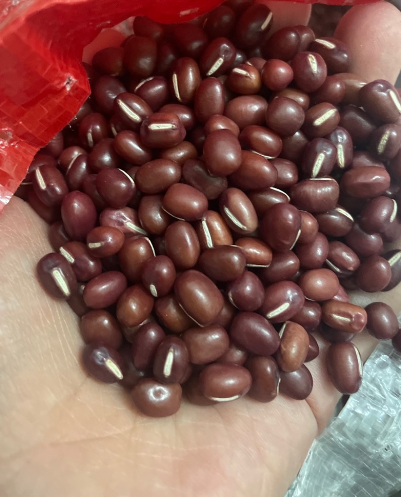 红豆