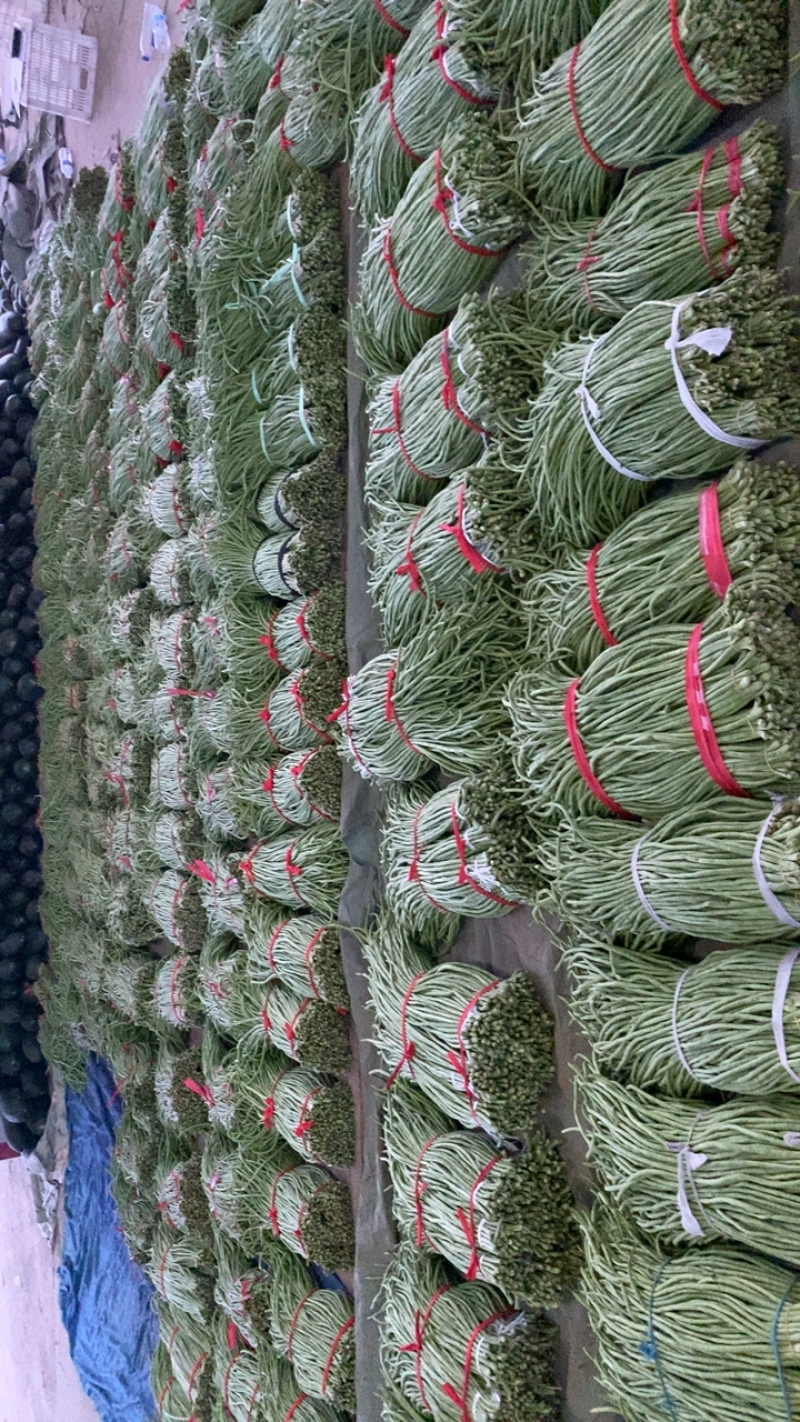 郯城县长豆角大量上市，货源冲足，量大从优
