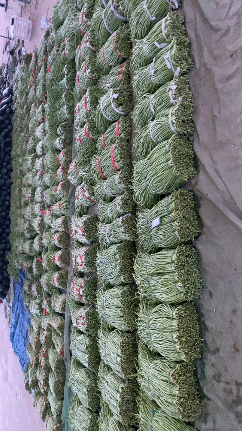 郯城县长豆角大量上市，货源冲足，量大从优