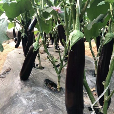 绿拔长茄，烧烤茄