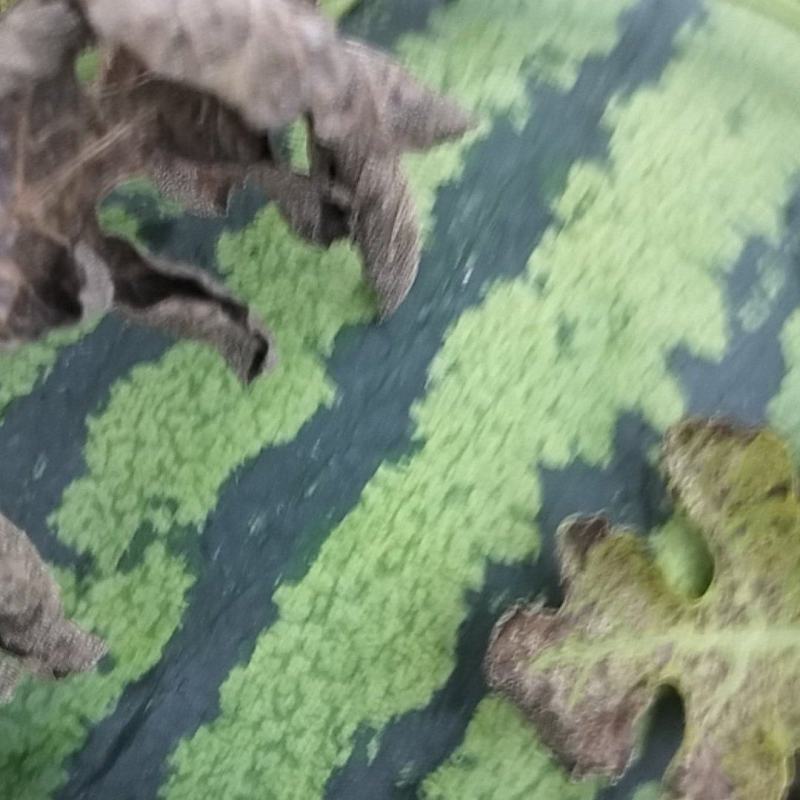 黄河滩沙瓤西瓜新机遇