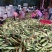 鲜玉米:万糯2000粘（对接电商、团购平台诚信代办）