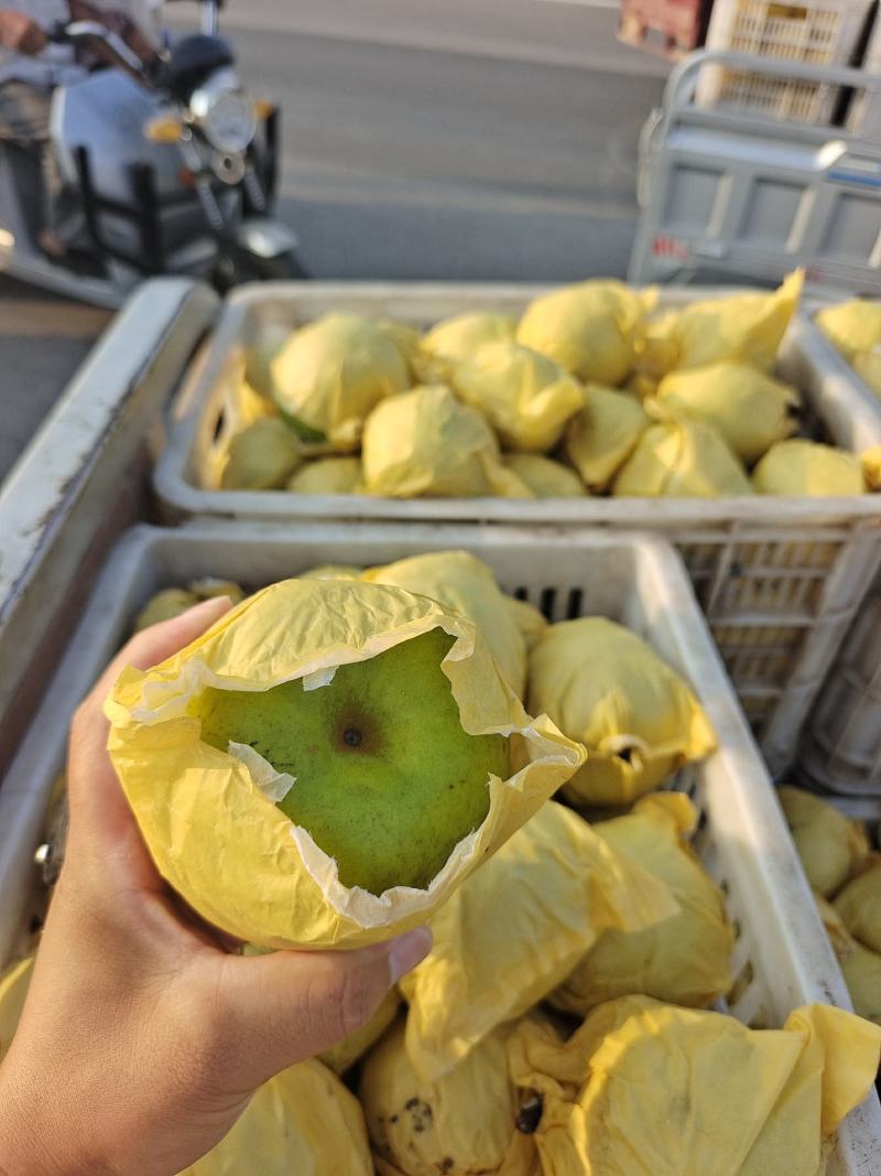 【精品甄选】安徽砀山翠玉梨，产地自发，大量现货，