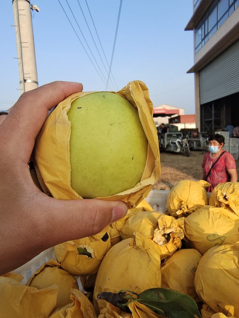 【精品甄选】安徽砀山翠玉梨，产地自发，大量现货，
