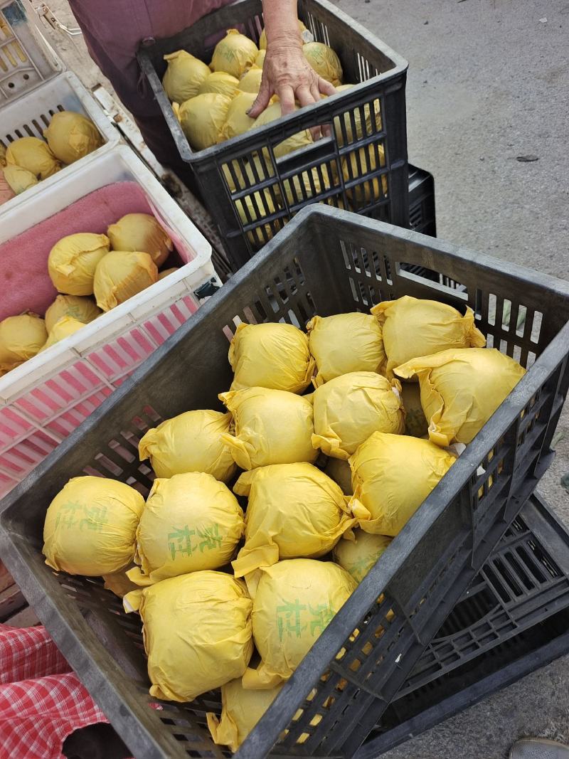 【精品甄选】安徽砀山翠玉梨，产地自发，大量现货，