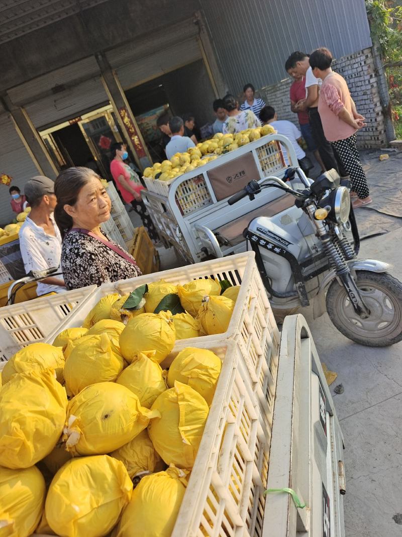 【精品甄选】安徽砀山翠玉梨，产地自发，大量现货，