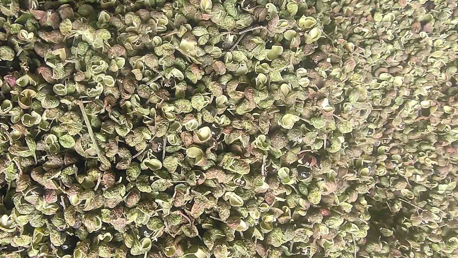 处理干净的花椒成品图
