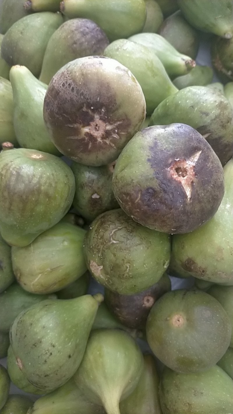 青皮无花果