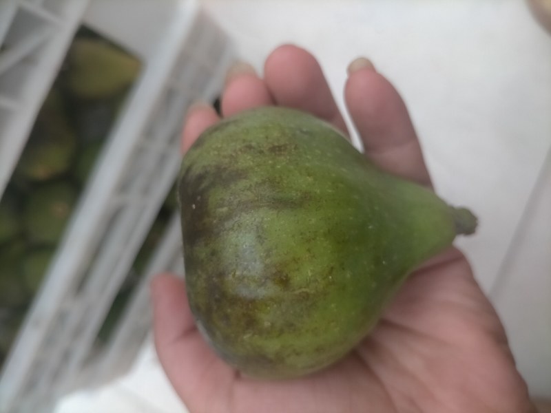 青皮无花果