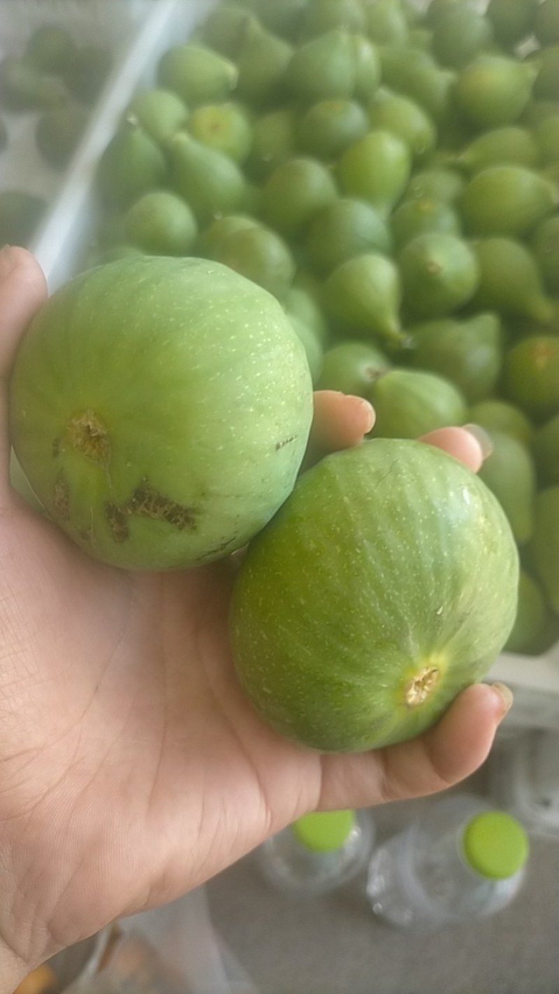 青皮无花果