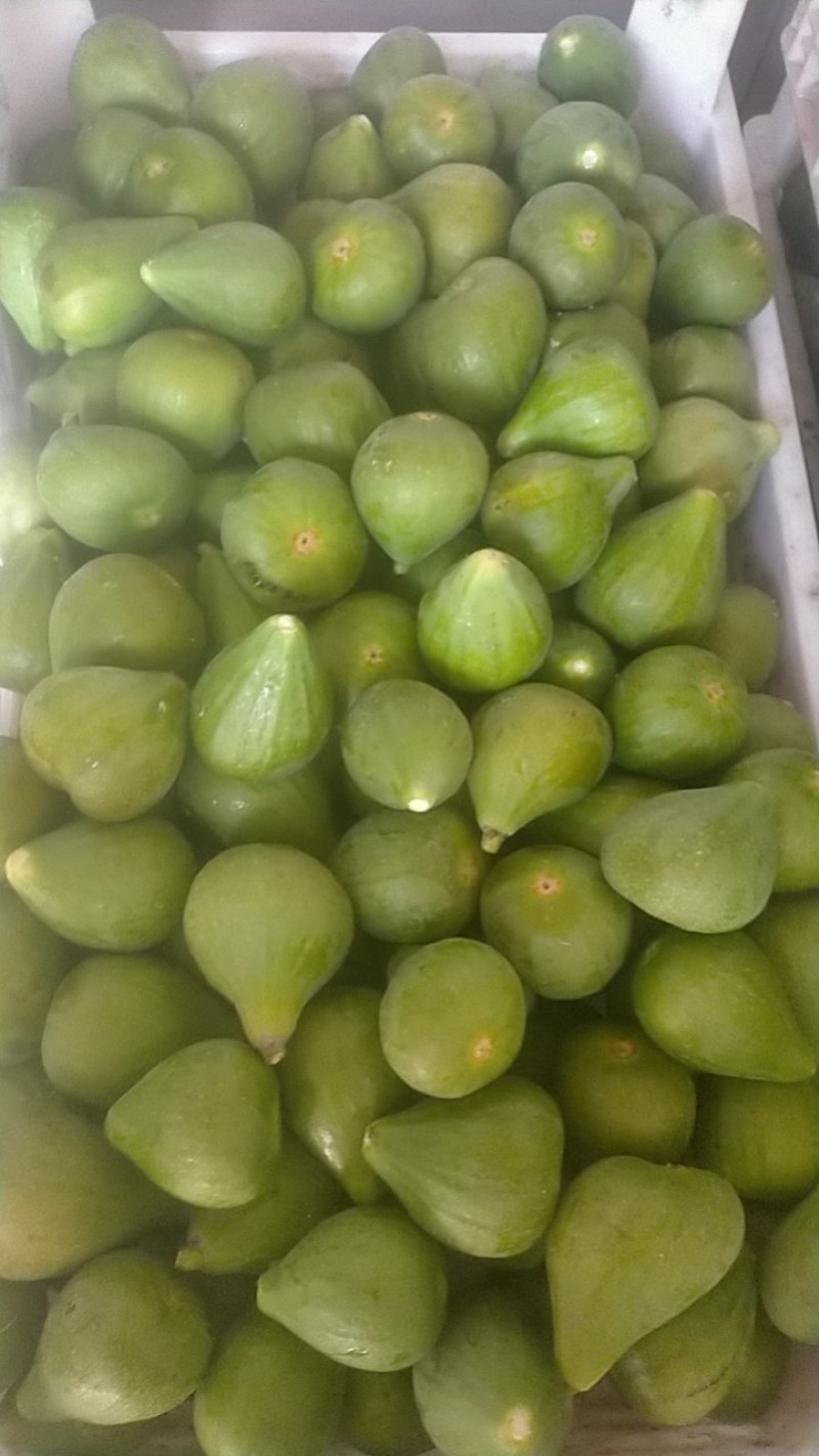 青皮无花果