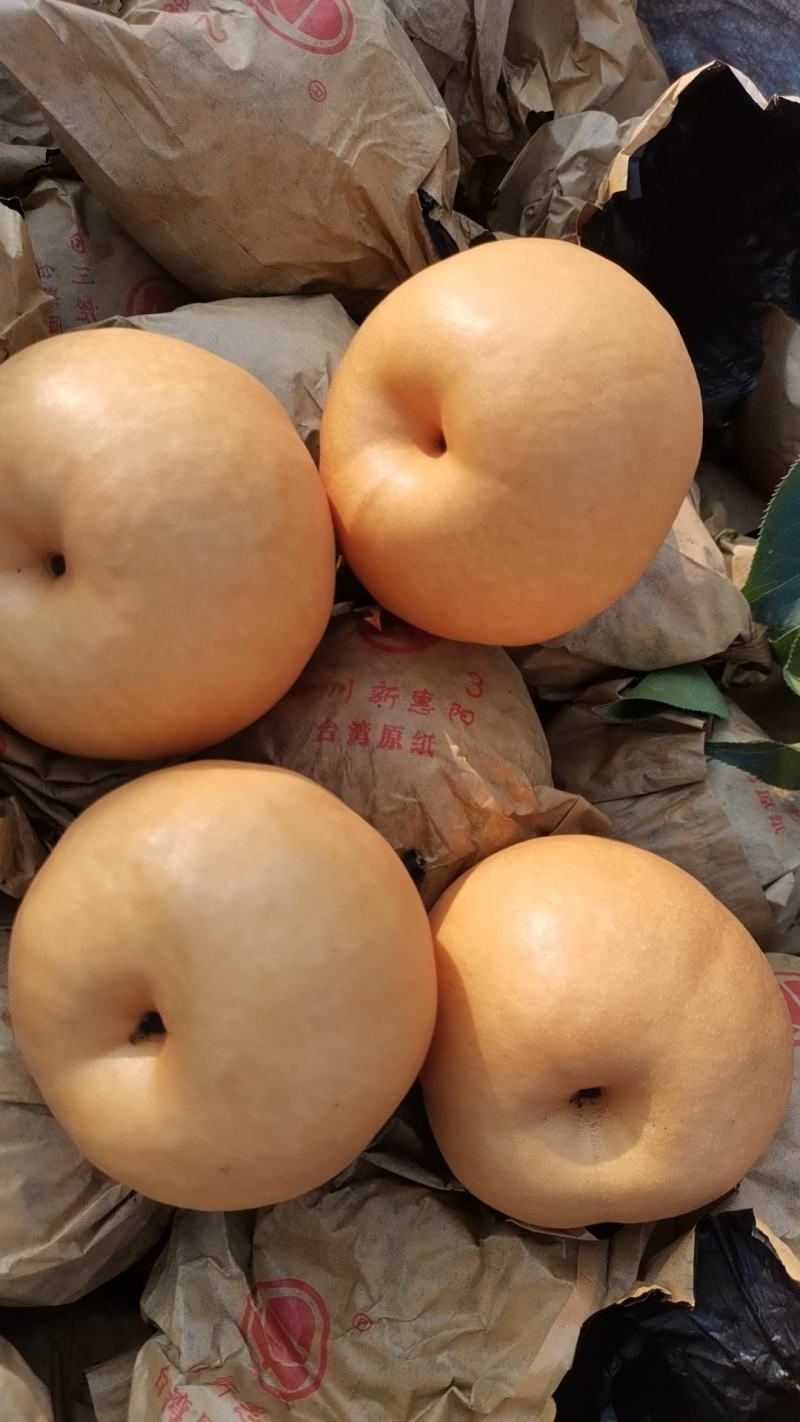 圆黄梨口感细嫩化渣