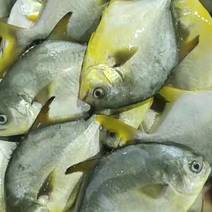 金鲳鱼、海水鱼、广西北海本港鱼、直批发货方便当天可发冰鲜