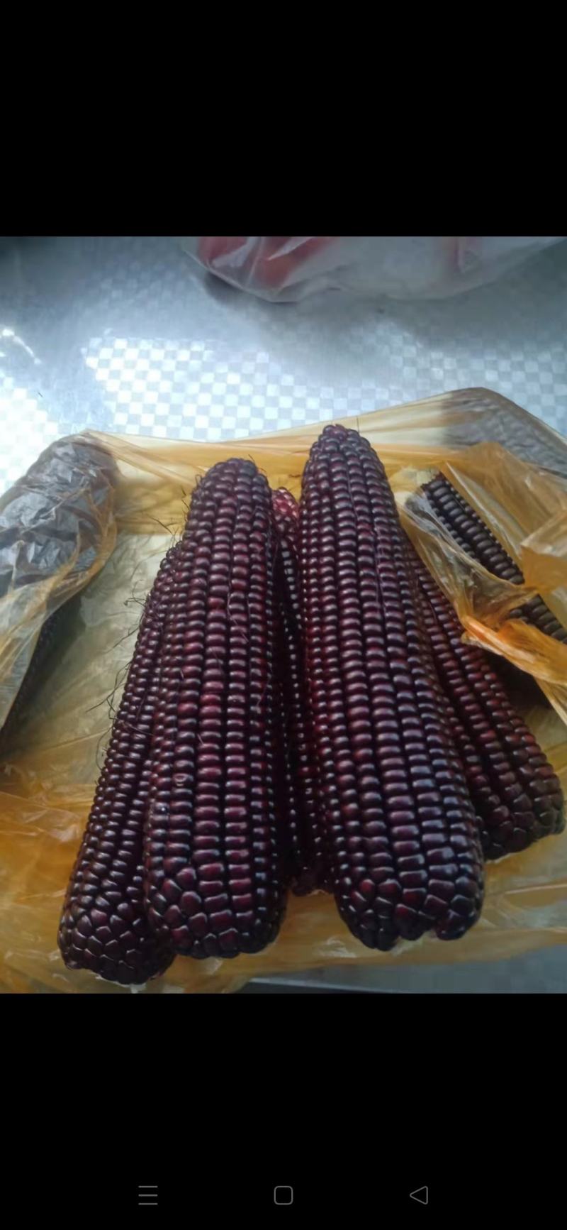 【精品】山西精品甜玉米大量供应，颜色好，口感好，大量现货
