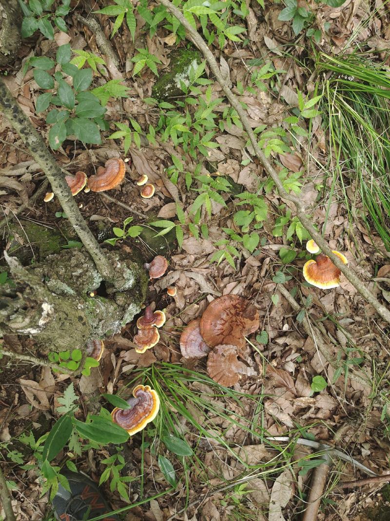 野生赤灵芝，纯野生灵芝，可大小混发，也可以分大小购买