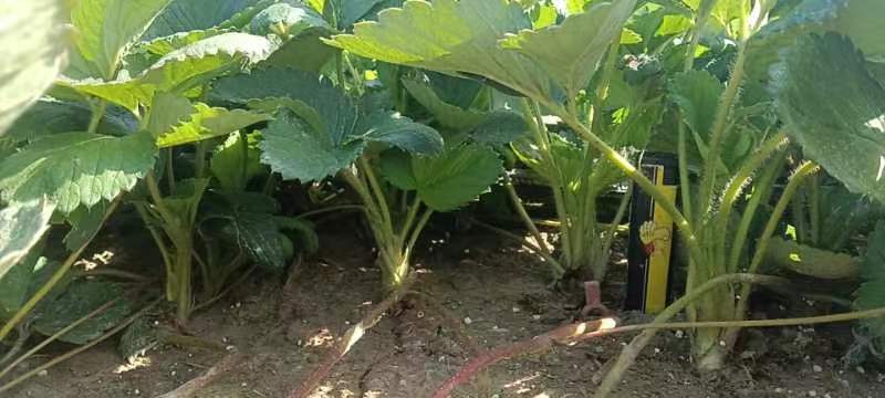 宁玉草莓植株特写