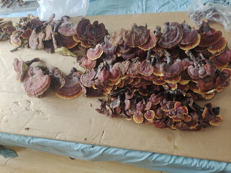 野生赤灵芝，纯野生灵芝，可大小混发，也可以分大小购买