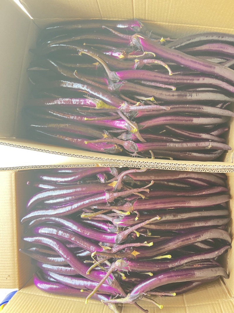 精品茄子，产地直销，绩溪高山茄子，
