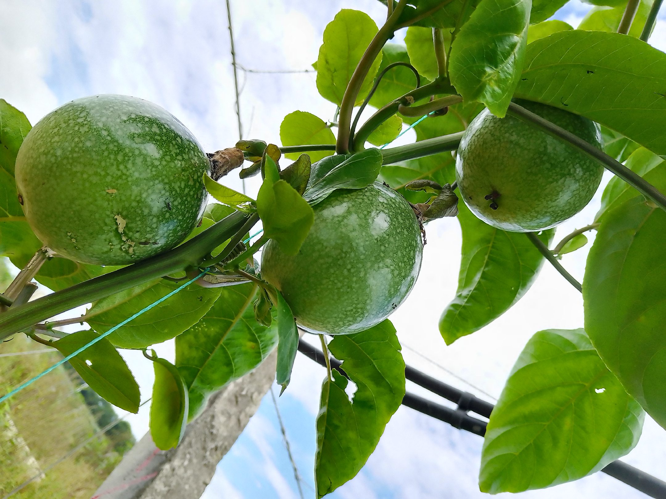 百香果与苹果、香蕉、橙子等水果的热量柱状图对比,百香果热量略高于橙子,低于香蕉 百香果与其他水果热量对比图