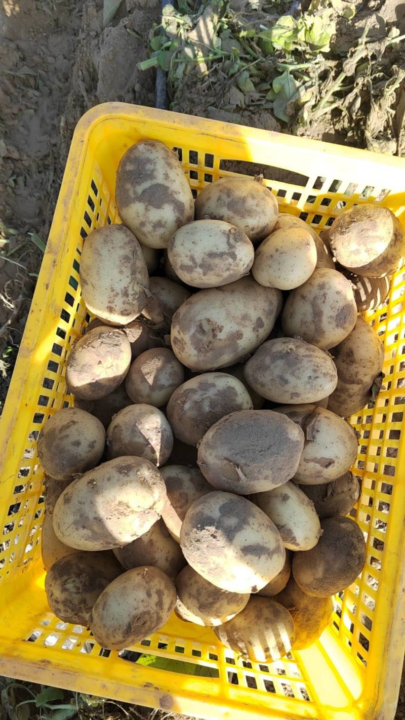精品沃土五号大量上市，一手货源，市场，电商，工厂都可