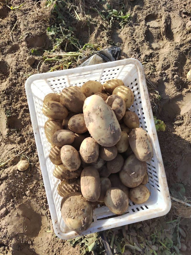 精品沃土五号大量上市，一手货源，市场，电商，工厂都可