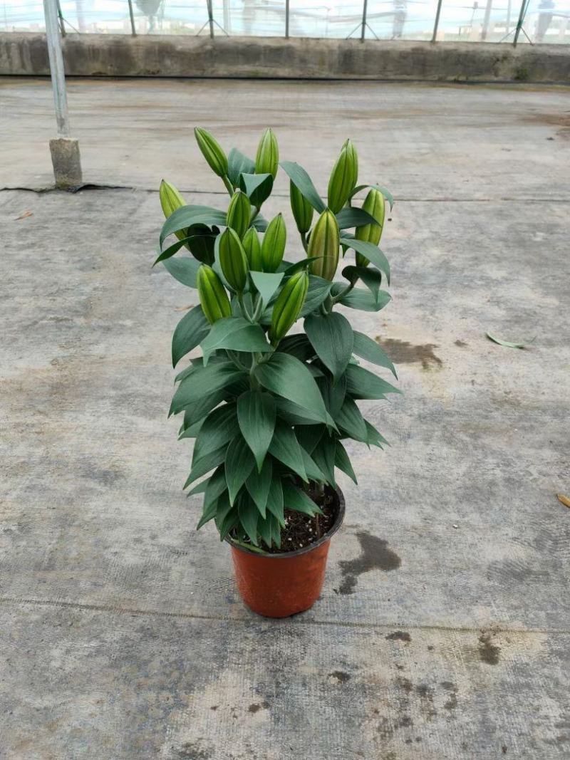 香水百合
