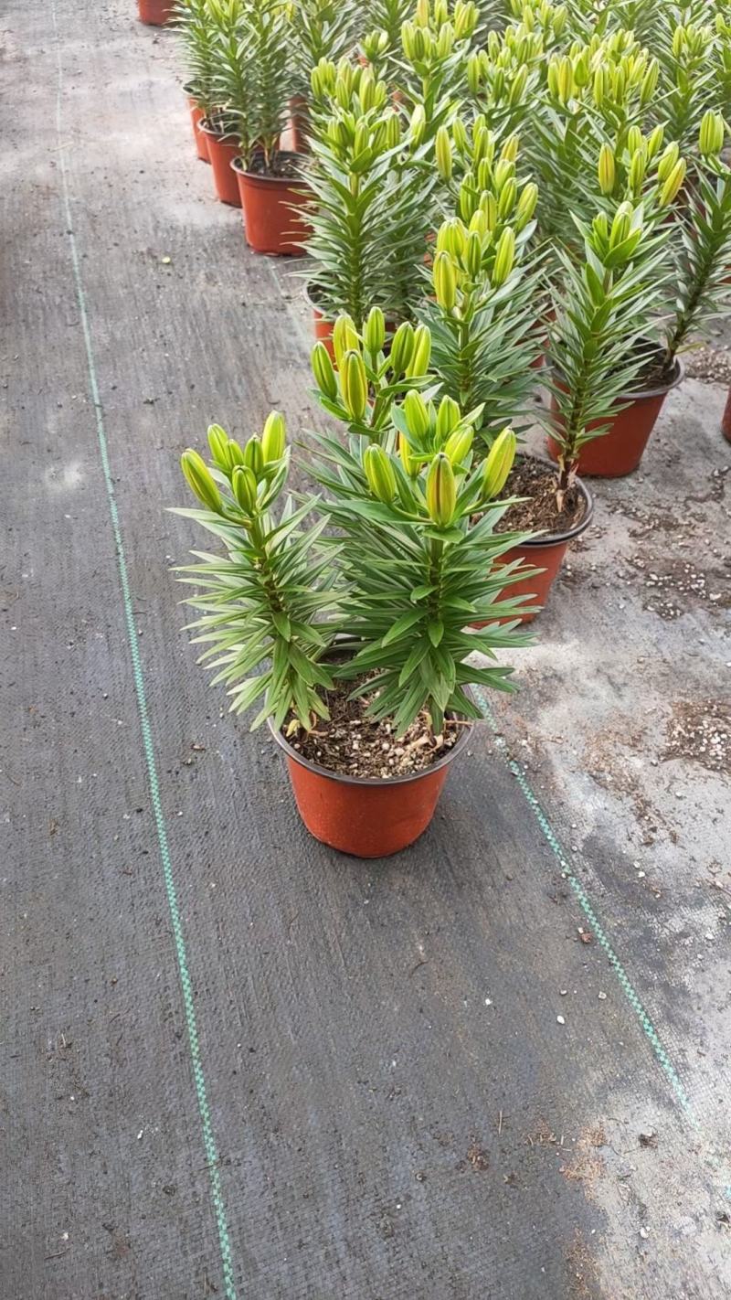 香水百合
