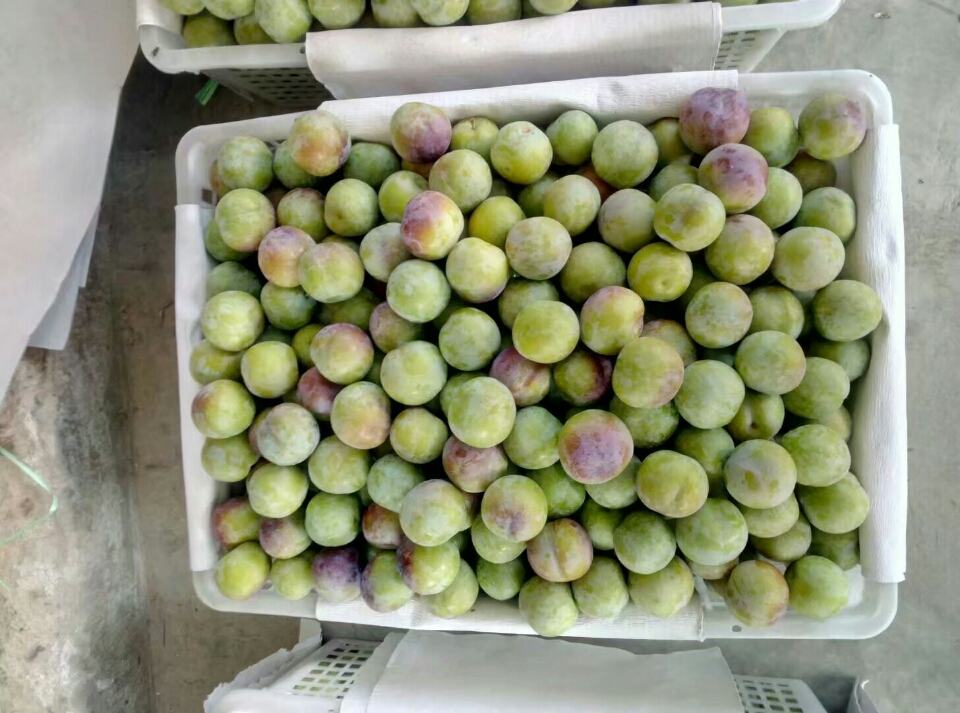 半边红李子特写