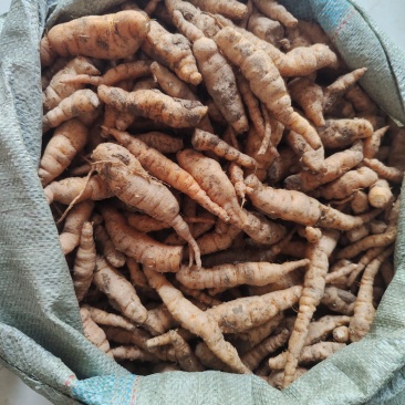 地黄栽子，北京脱毒新3，抗病好，产量高号包技术，包回收，