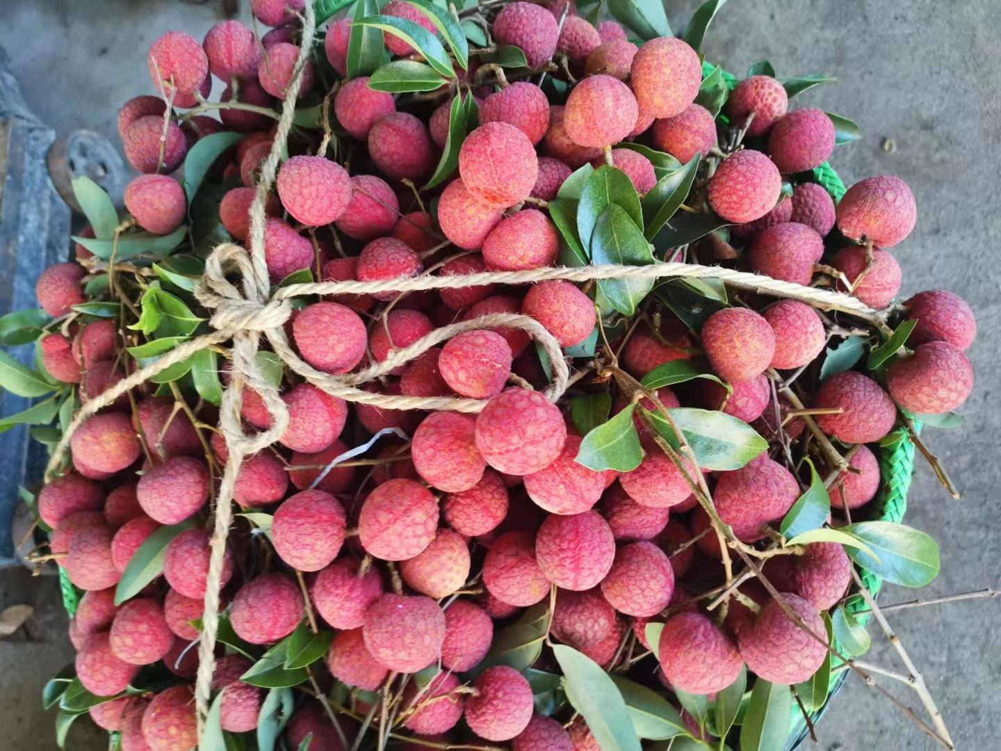 麻垌镇荔枝分拣包装车间