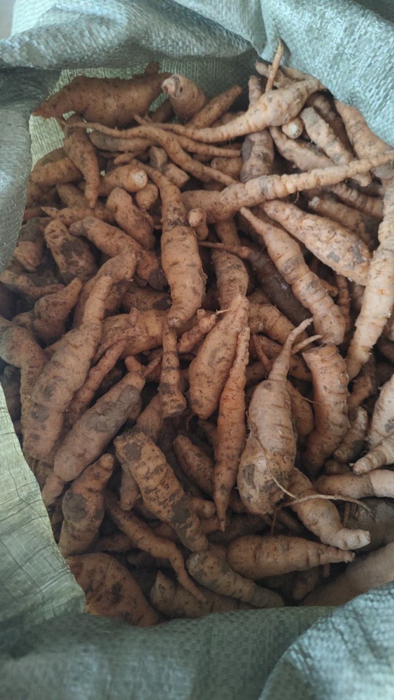 地黄栽子，北京脱毒新3，抗病好，产量高号包技术，包回收，