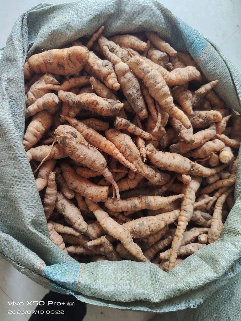 地黄栽子，北京脱毒新3，抗病好，产量高号包技术，包回收，