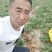 地黄栽子，北京脱毒新3，抗病好，产量高号包技术，包回收，
