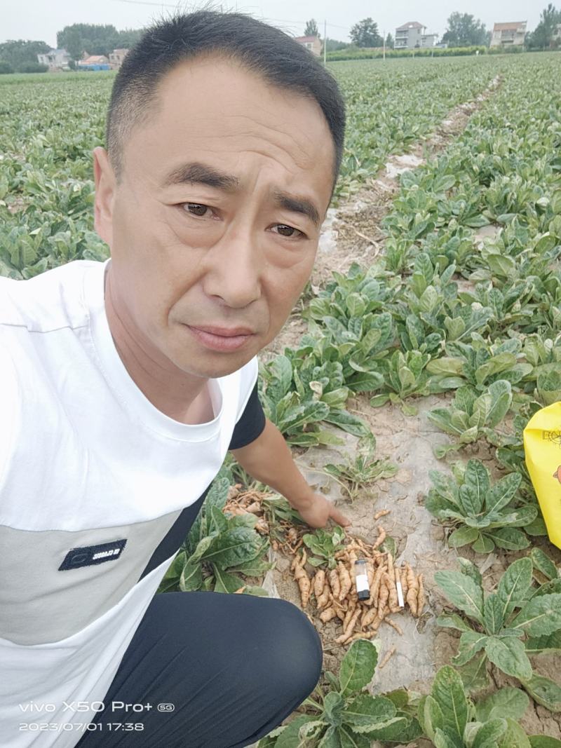 地黄栽子，北京脱毒新3，抗病好，产量高号包技术，包回收，