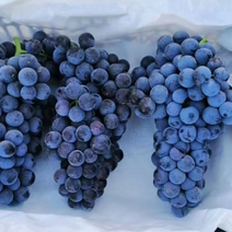 大量夏黑葡萄上市沙土地口感好产地直发保质保量对接全国客