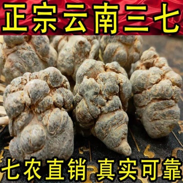 正宗文山三七王