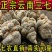 正宗文山三七王