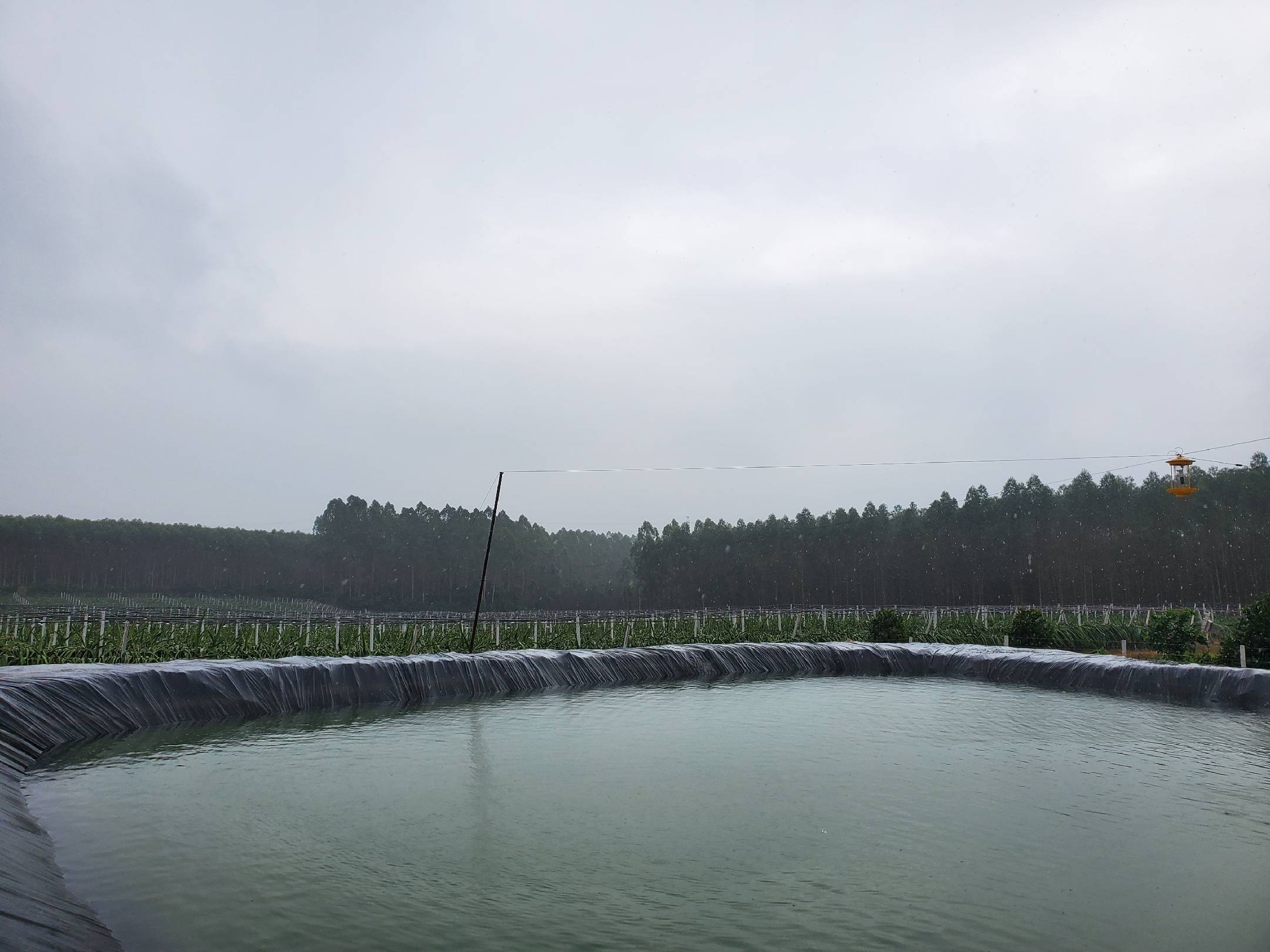 无人机拍摄的火龙果种植基地全景,整齐排列的水泥柱支撑起攀爬生长的火龙果植株,植株覆盖绿色茎秆并结有多个红色果实,背景为蓝天白云和远处山峦,展现规模化生态种植场景 火龙果种植园航拍图