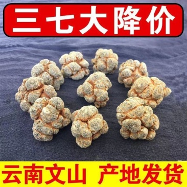 正宗文山精品三七