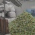 黄玉米棒子香甜糯玉米真空包装即食电商团购一件代发工厂直